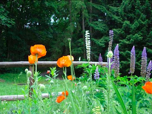 fleurs dans le potager